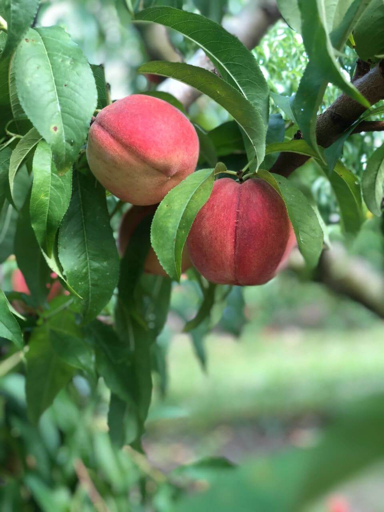White Bennett Peaches on a tree ready to be picked and enjoyed. 